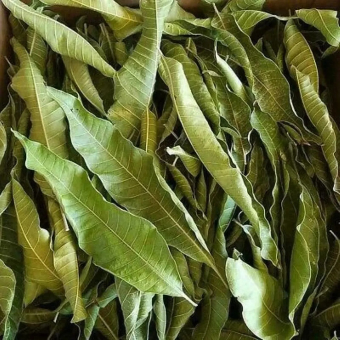 Mango Leaves,Dried Mango Leaves Powder, 100% Natural & pure Dried Mango Leaves powder