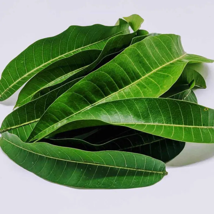 Mango Leaves,Dried Mango Leaves Powder, 100% Natural & pure Dried Mango Leaves powder