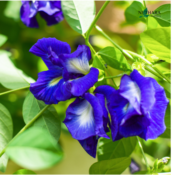 Premium Dried Butterfly Pea Flowers (Clitoria ternatea)
