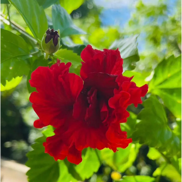 Premium Dried Hibiscus Flowers | Natural Hibiscus Herbal Tea (Hibiscus Sabdariffa)