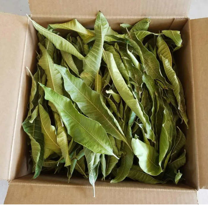 Mango Leaves,Dried Mango Leaves Powder, 100% Natural & pure Dried Mango Leaves powder